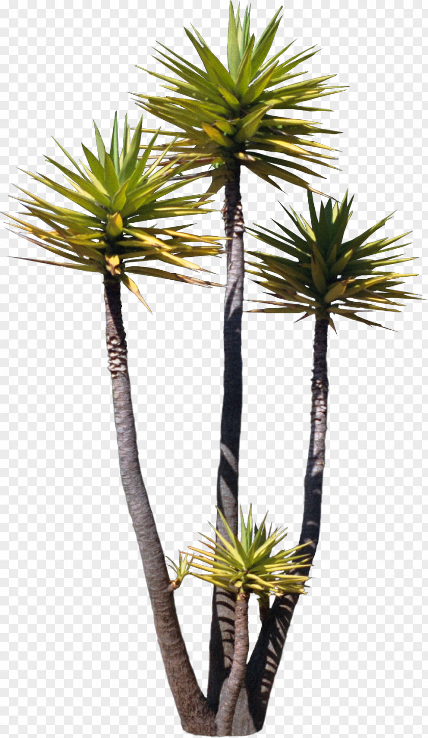 Tree Arecaceae Asian Palmyra Palm Plant Painting PNG