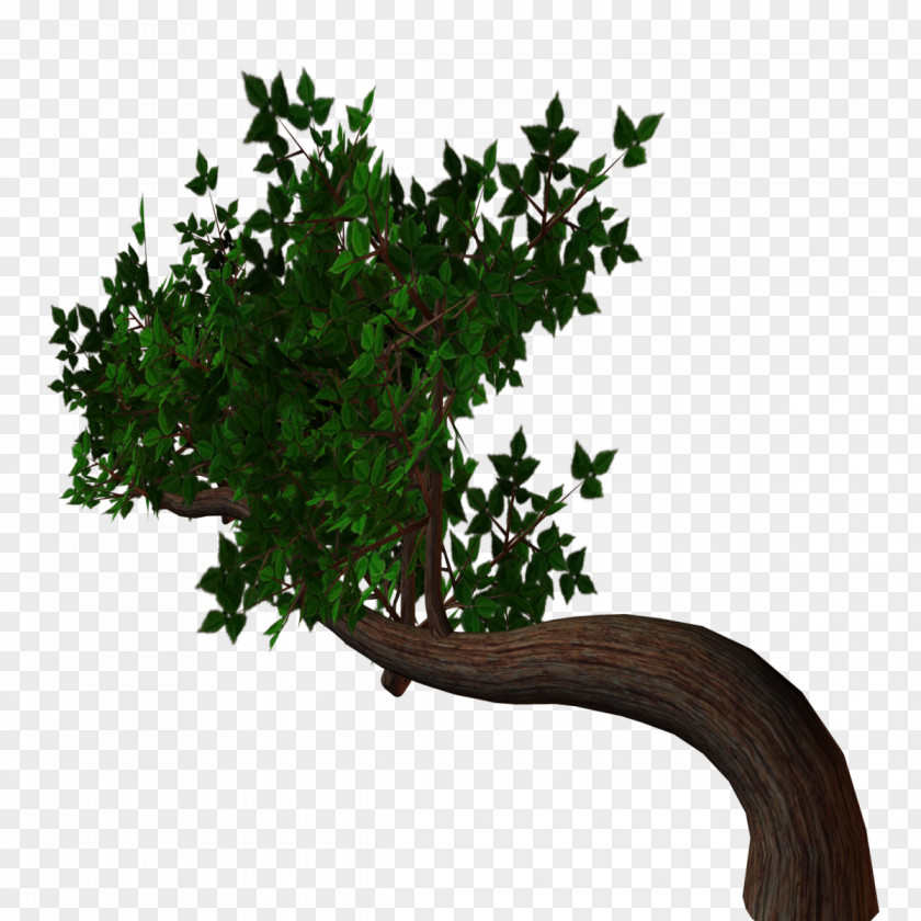 Branch Tree Drawing Clip Art PNG