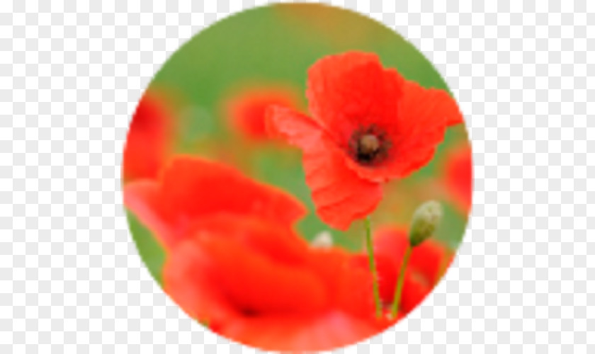 Common Poppy Paper Notebook A4 PNG