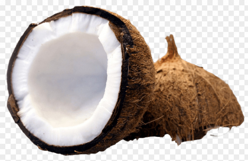 Half Turn Coconut Image Transparency Clip Art PNG