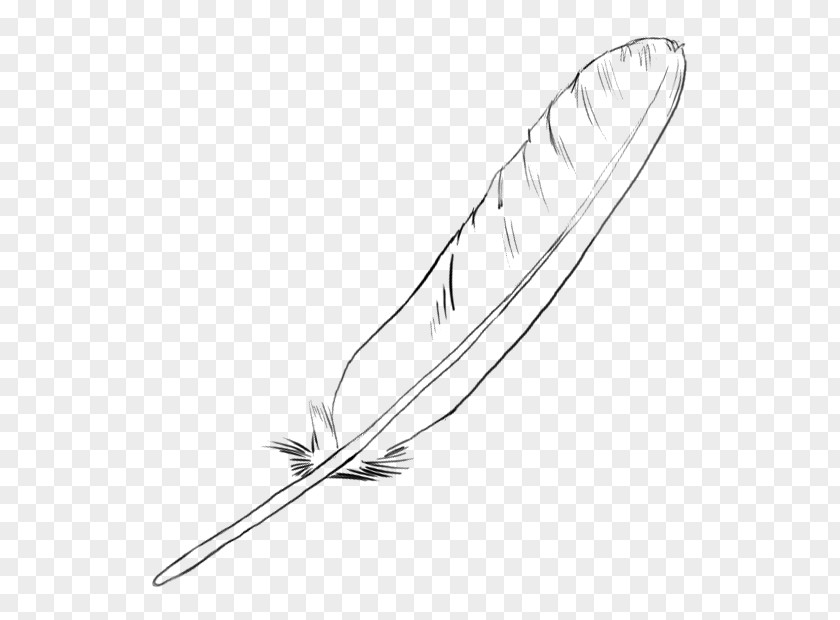 Line Drawing Feather Art PNG