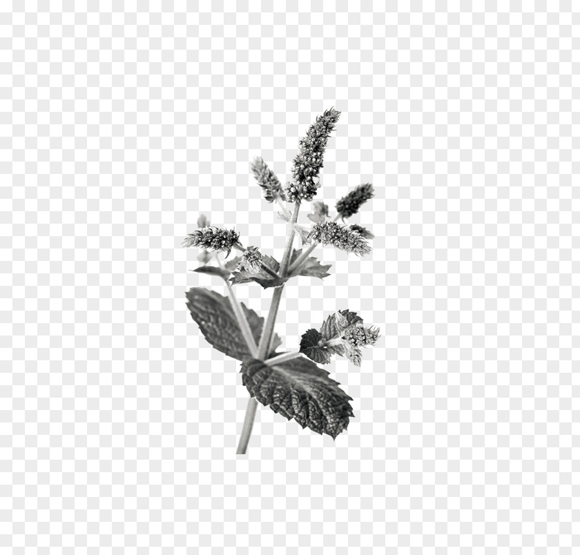 Mint Chinese Herbology Crude Drug Medicinal Plants PNG