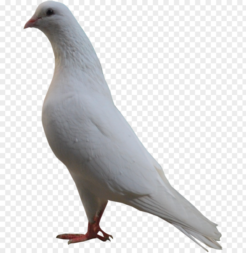 Pigeons 12 0 1 Stock Dove Bird Columbidae PNG