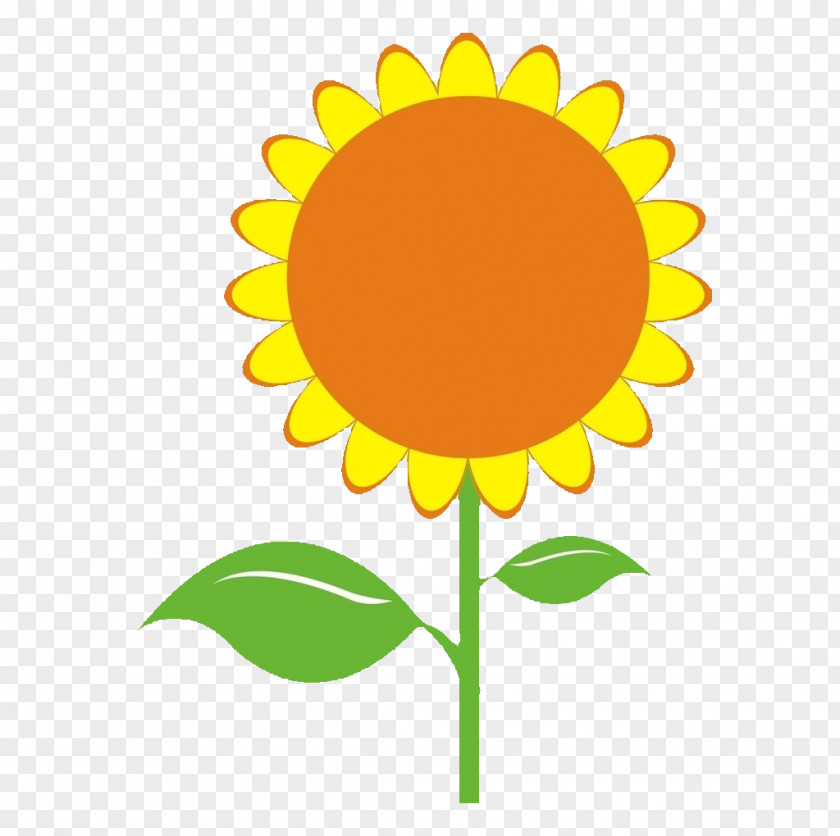Sunflower Common Seed Illustration PNG
