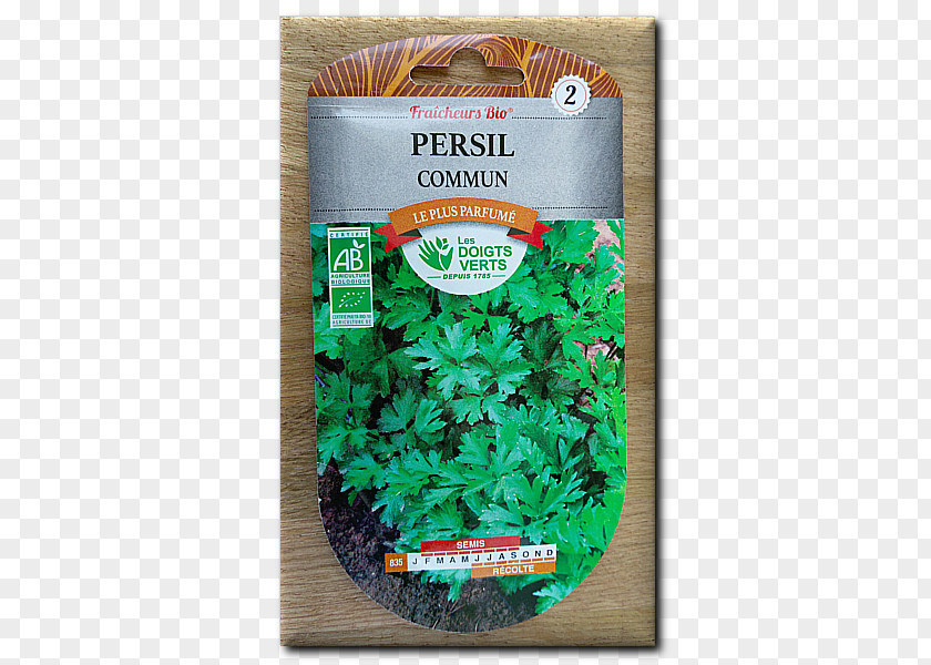 Vegetable Italian Cuisine Herb Flat-leaved Parsley Root PNG
