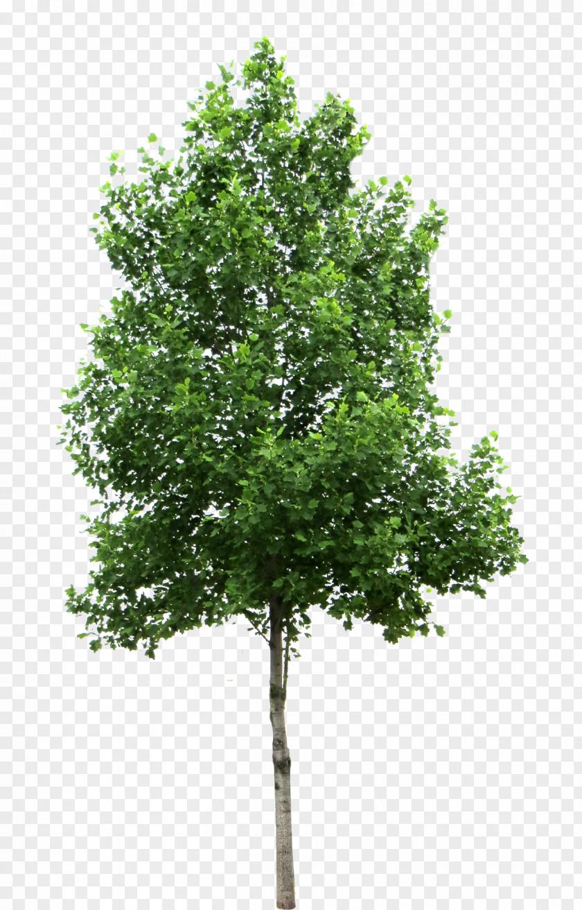 Bushes Tree Landscaping Clipping Path Pine Landscape PNG