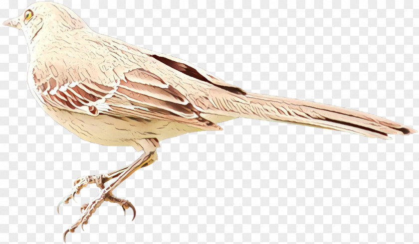 Lark Songbird Feather PNG