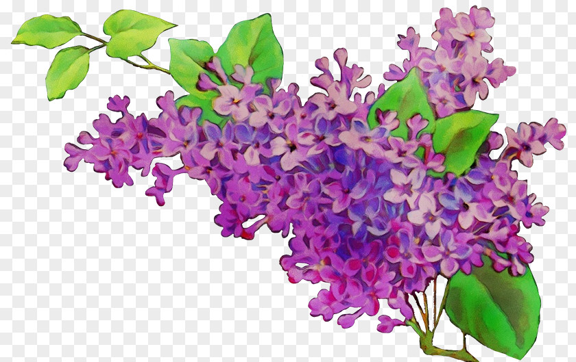 Petal Dendrobium Purple Watercolor Flower PNG