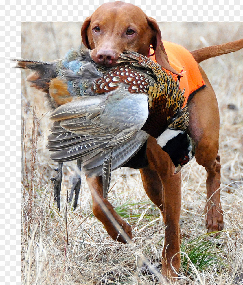 Vizsla German Shorthaired Pointer Poodle Hunting Dog PNG