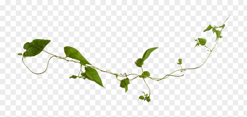 Leaf Twig Branch Plant Stem PNG