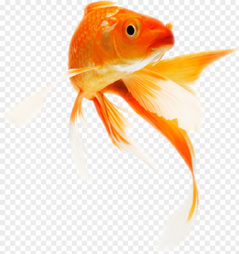 Peixes Ornamentais Koi Common Goldfish Clip Art Transparency PNG