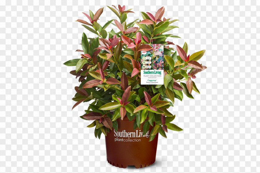 Plant Viburnum Lentago Shrub Cut Flowers Flowerpot PNG