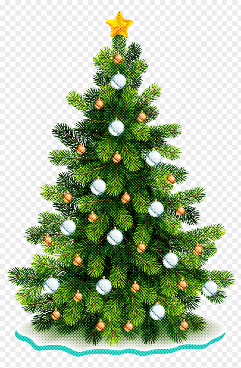 Shortleaf Black Spruce Canadian Fir Christmas Tree PNG