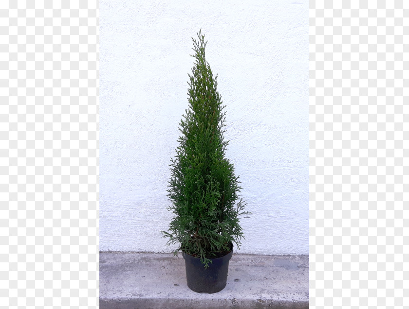 Tree Spruce Arborvitae English Yew Larch Evergreen PNG
