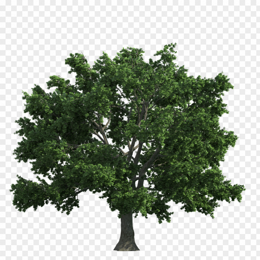 Two Tree English Oak PNG