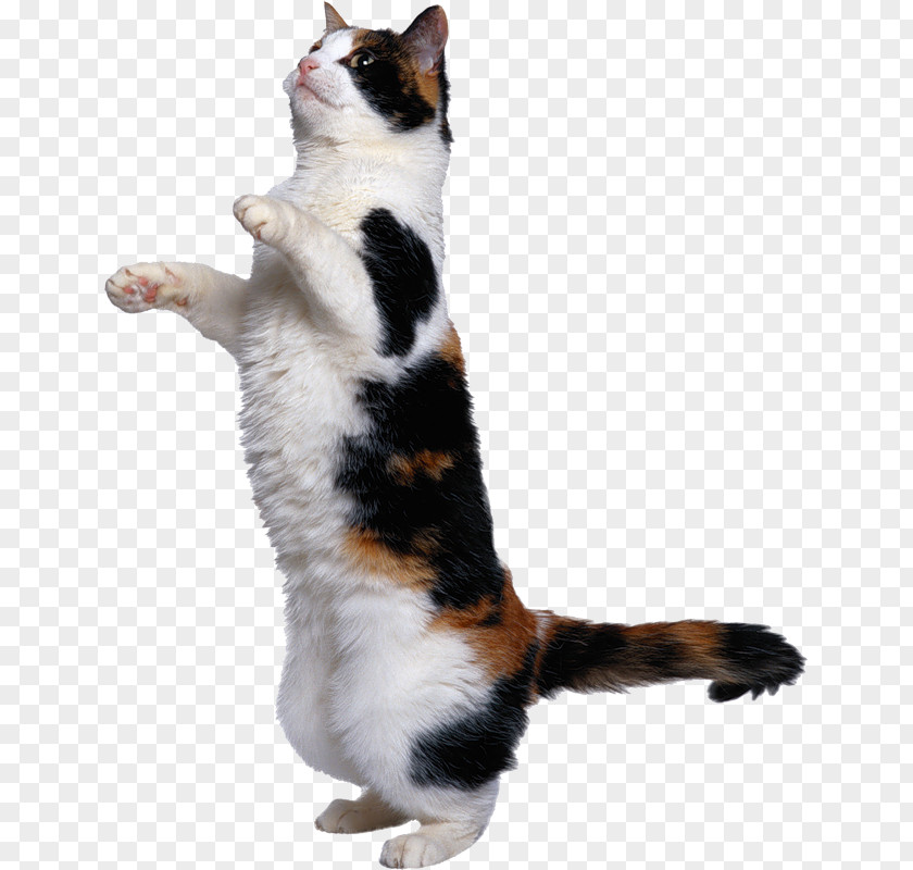 Cat Play And Toys Kitten Dog Mouse PNG