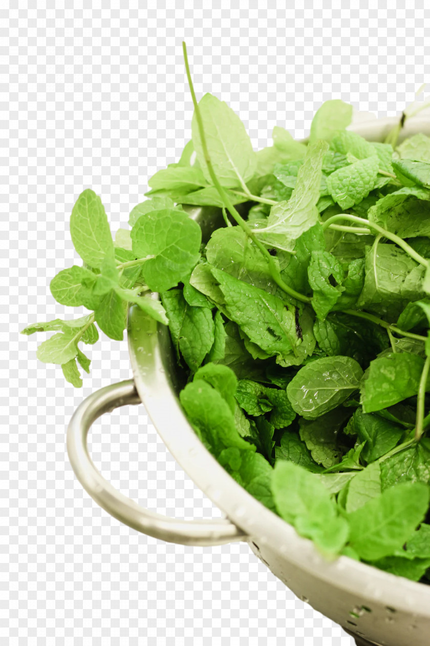 Coriander Herb Seasoning Leaf Vegetable Basil PNG