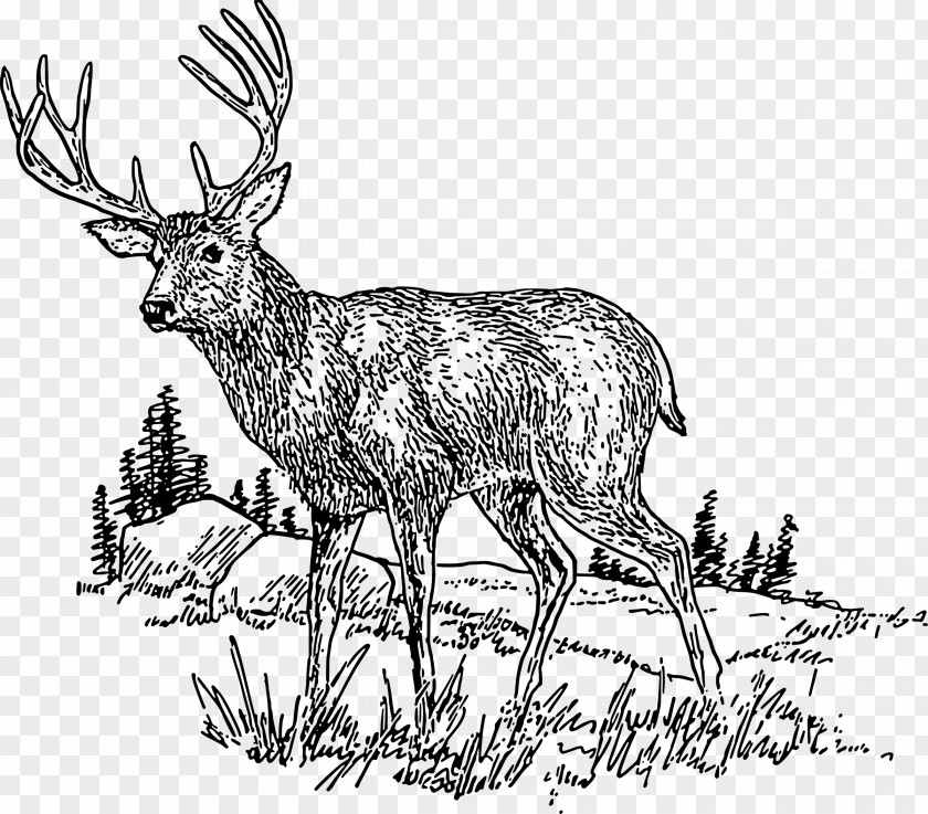 Deer Head White-tailed Clip Art PNG