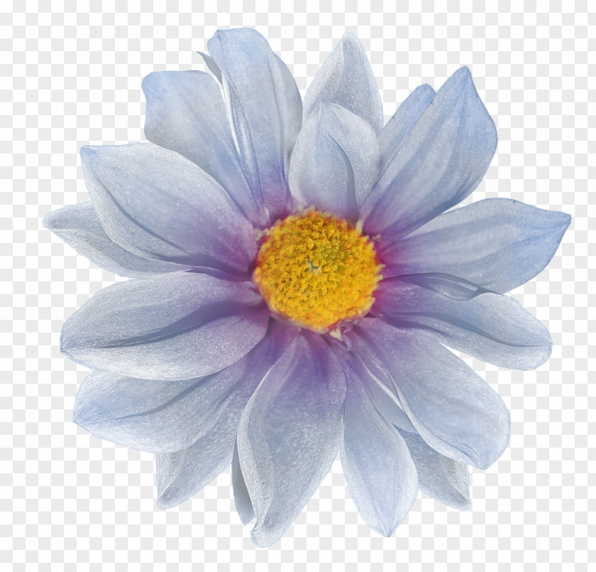 FLORES Flower Photography Clip Art PNG