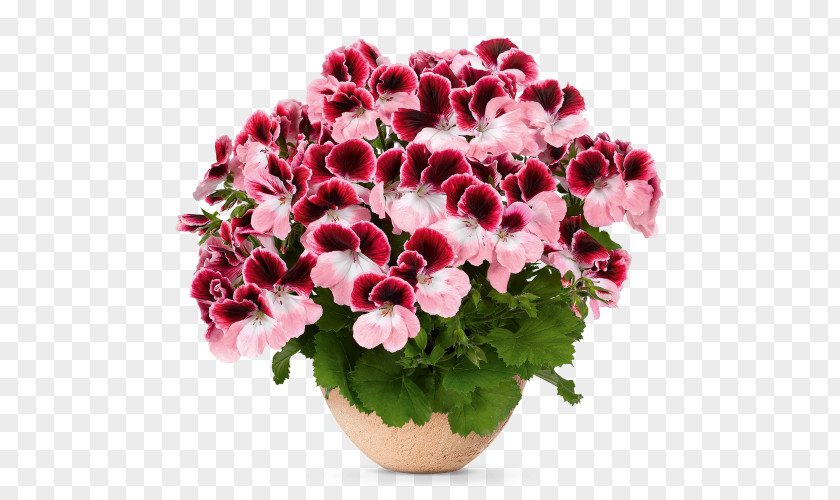 Flower Seed Bloody Crane's-bill Regal Pelargonium Garden Geranium PNG