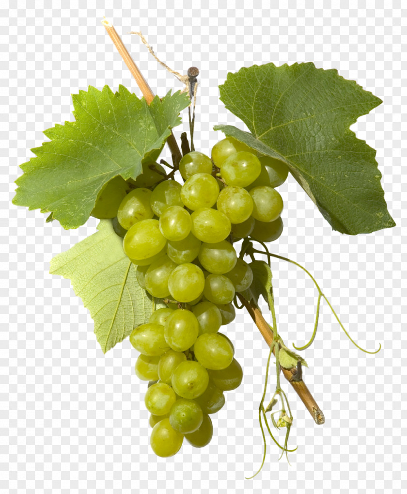 Green Grapes Sultana Grape Grappa Distilled Beverage Verjuice PNG