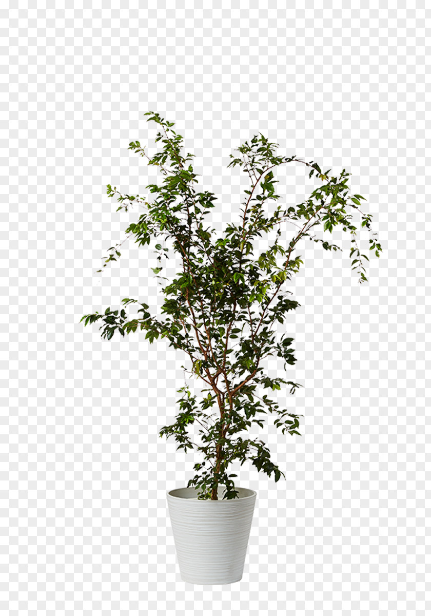 Plant Proteas Houseplant Myrtle Family Dwarf Umbrella Tree PNG
