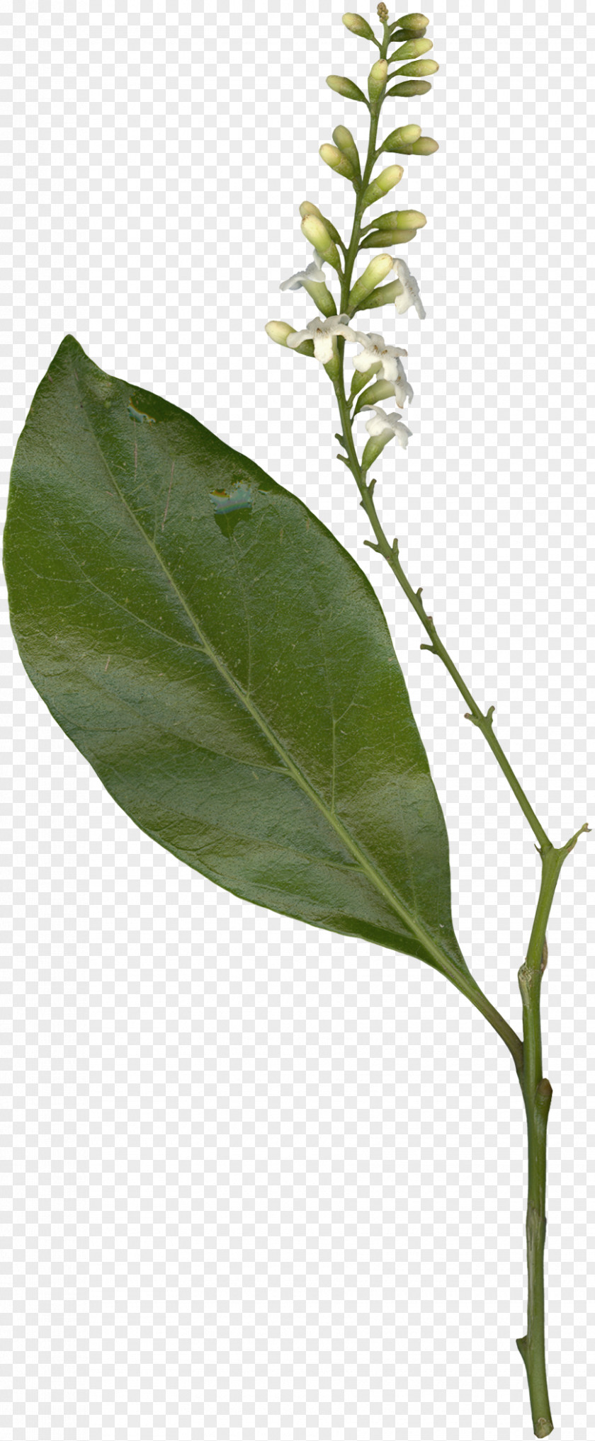 Plant Twig Branch Stem Leaf Tree PNG
