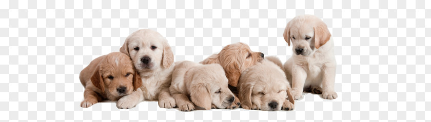 Puppy Basset Hound Golden Retriever Labrador Pet PNG