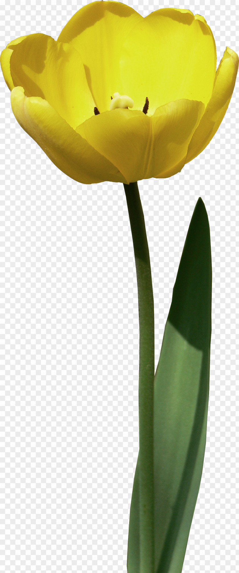 Tulip Tulipa Sylvestris Flower Clip Art PNG
