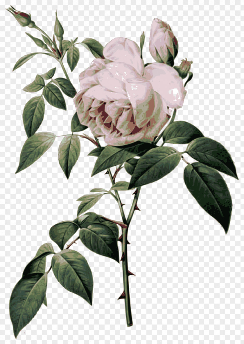 Flower Les Roses French Rose Botanical Illustration Botany PNG