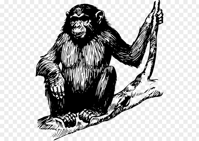 Gorilla Chimpanzee Primate Clip Art PNG