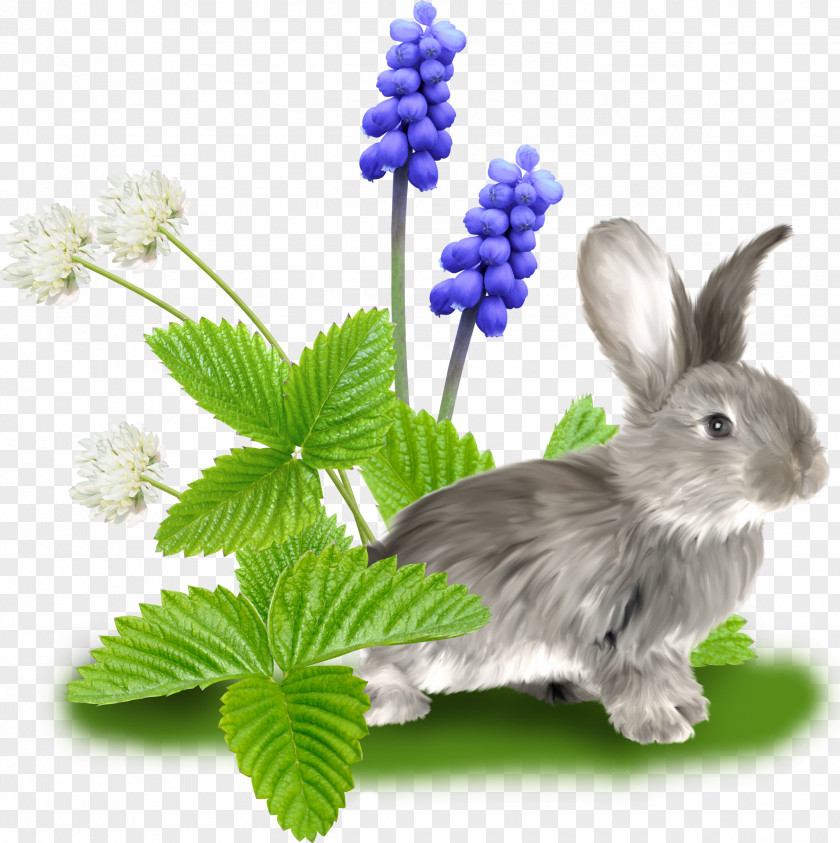 Gray Flowers Domestic Rabbit Hare Clip Art PNG