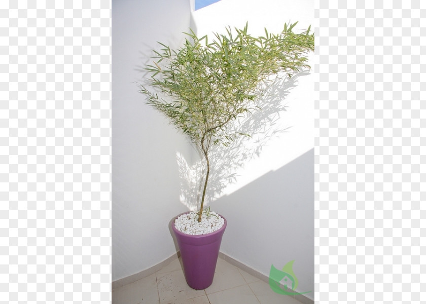 Plant Tropical Woody Bamboos Phyllostachys Edulis Garden Ornamental Flowerpot PNG