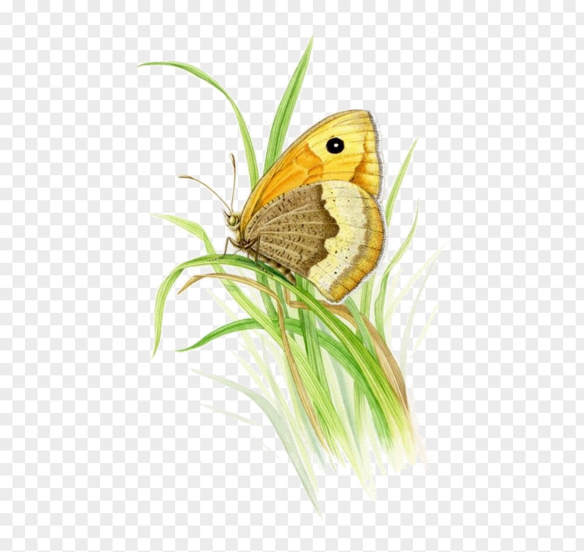 Watercolor Grass Monarch Butterfly Moth Painting Clip Art PNG