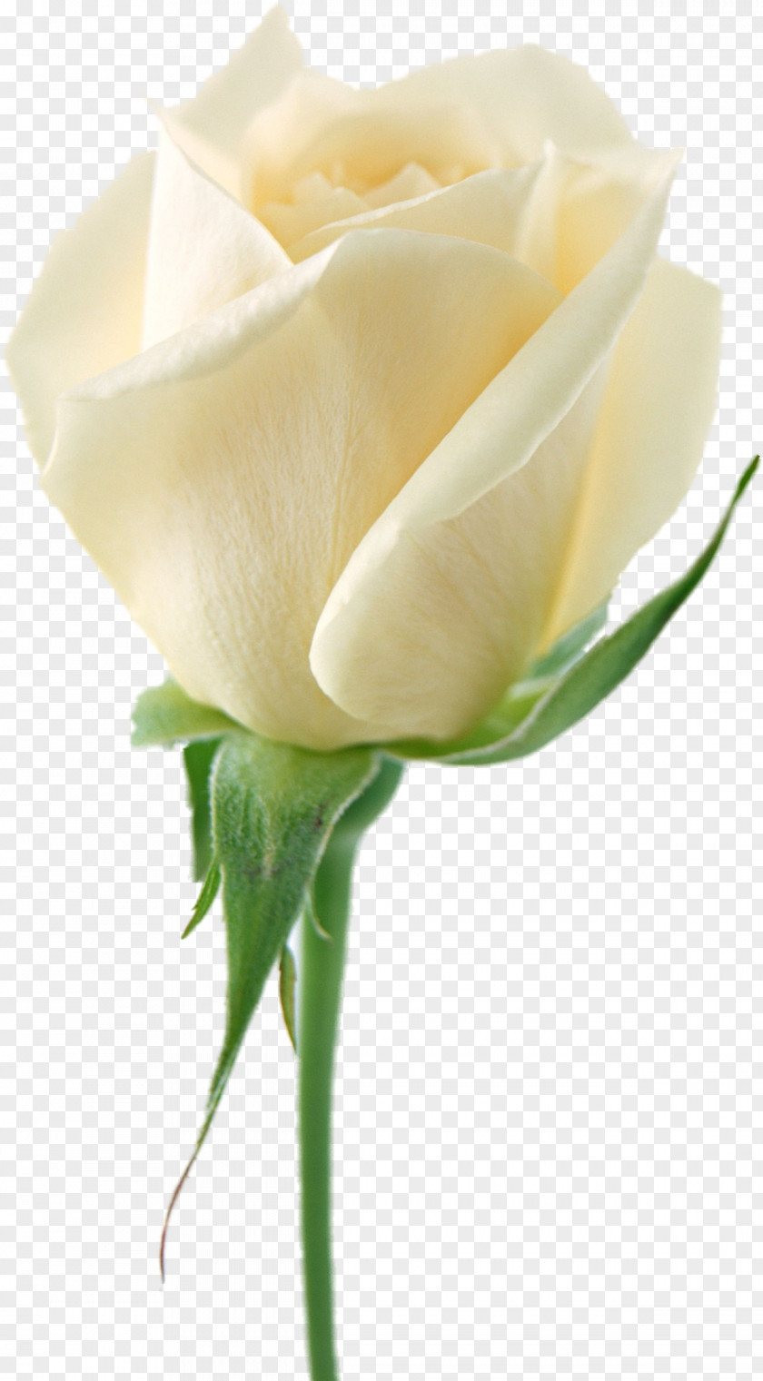 White Roses Cut-flower Clip Art PNG