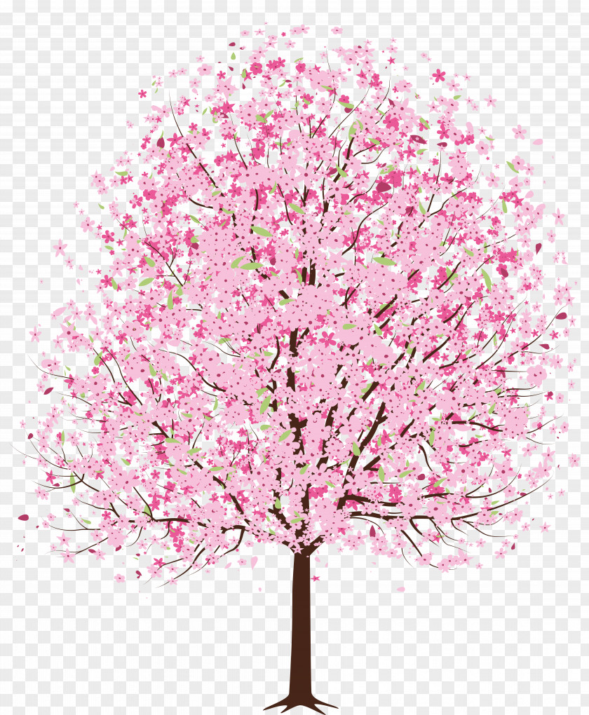 Cherry Blossom Tree Clip Art PNG