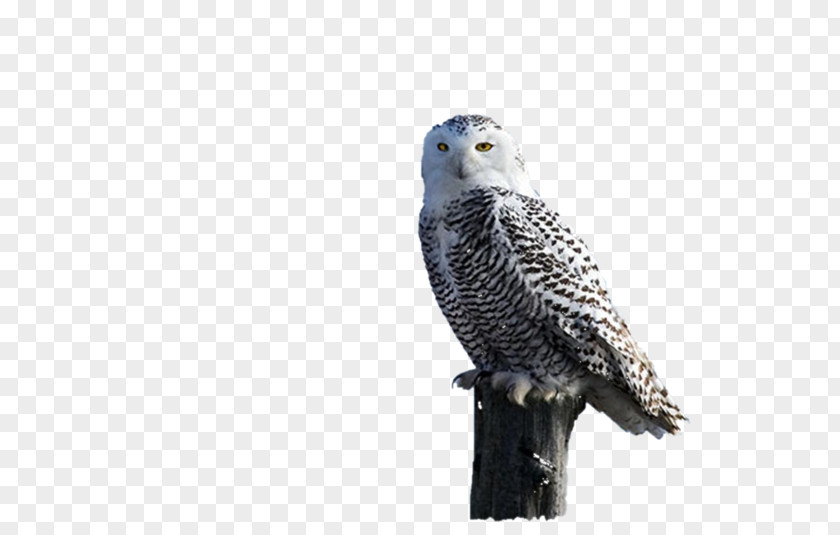 Owl Hawk Fauna Eagle Beak PNG