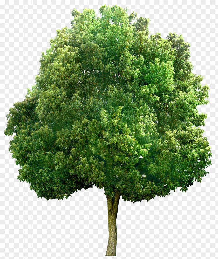 Tree Clip Art Image Transparency PNG