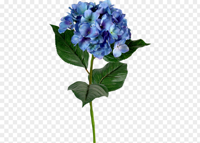 Flower French Hydrangea Blue Color Green PNG