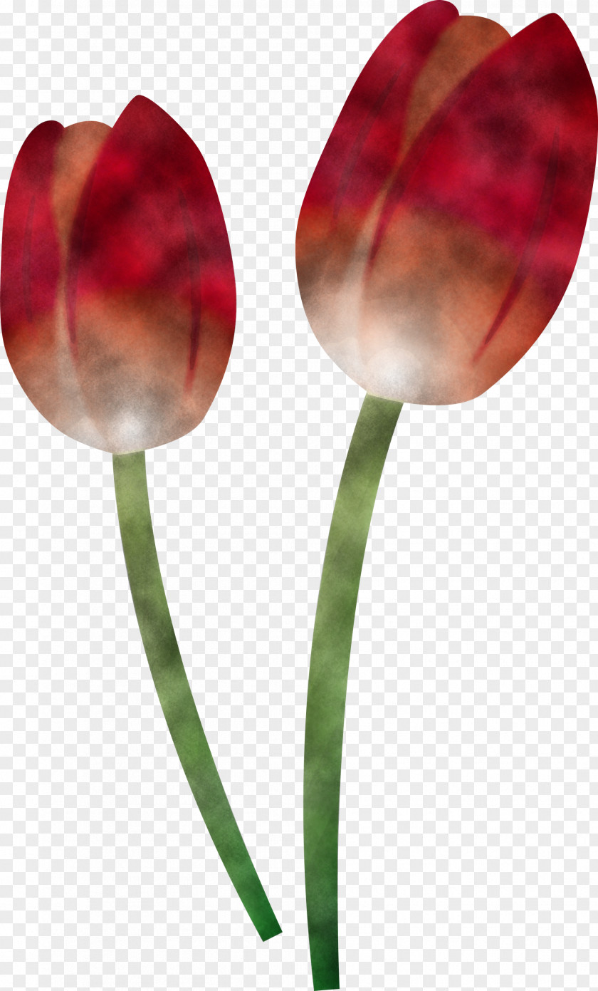 Tulip Flower Plant Petal Stem PNG