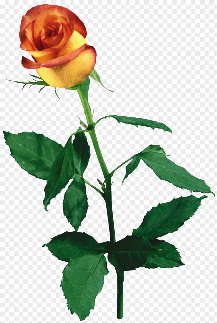 Yellow Rose Garden Roses Flower PNG