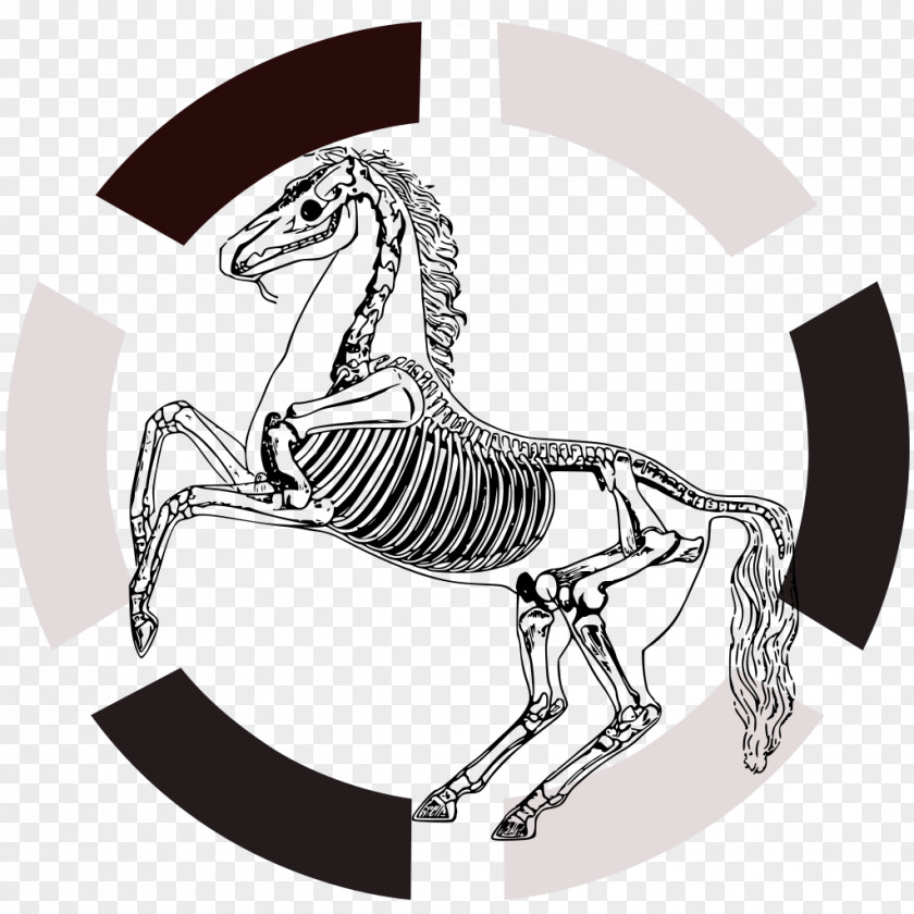 Anatomy Horse Human Skeleton Navicular Bone PNG