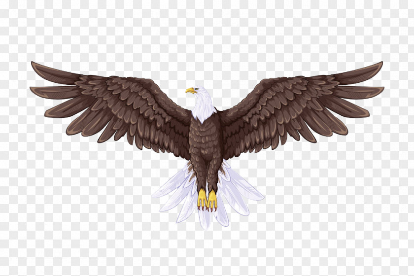 Brown Eagle Bald Flight Drawing PNG