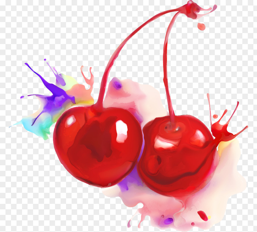 Cherry Vector Material Watercolor Painting Auglis PNG