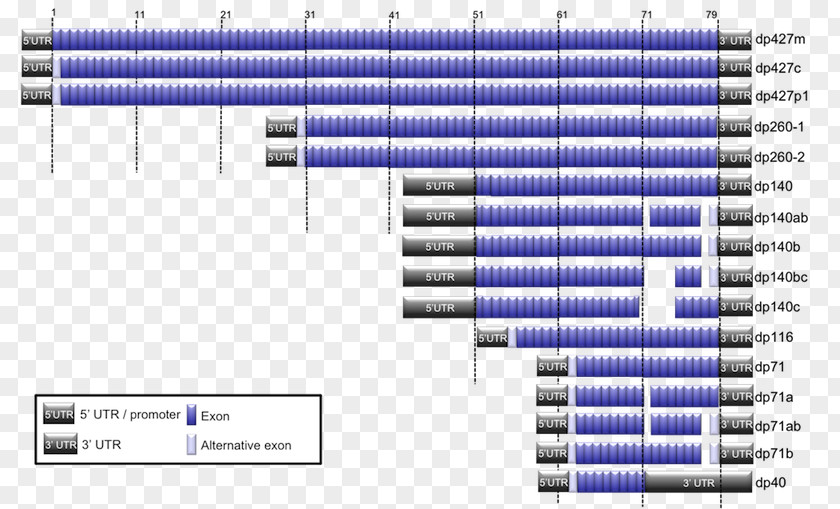 Dystrophin Duchenne Muscular Distrophy Exon Promoter Alternative Splicing PNG