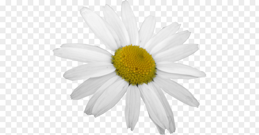 Flower Common Daisy Oxeye Photography Family PNG
