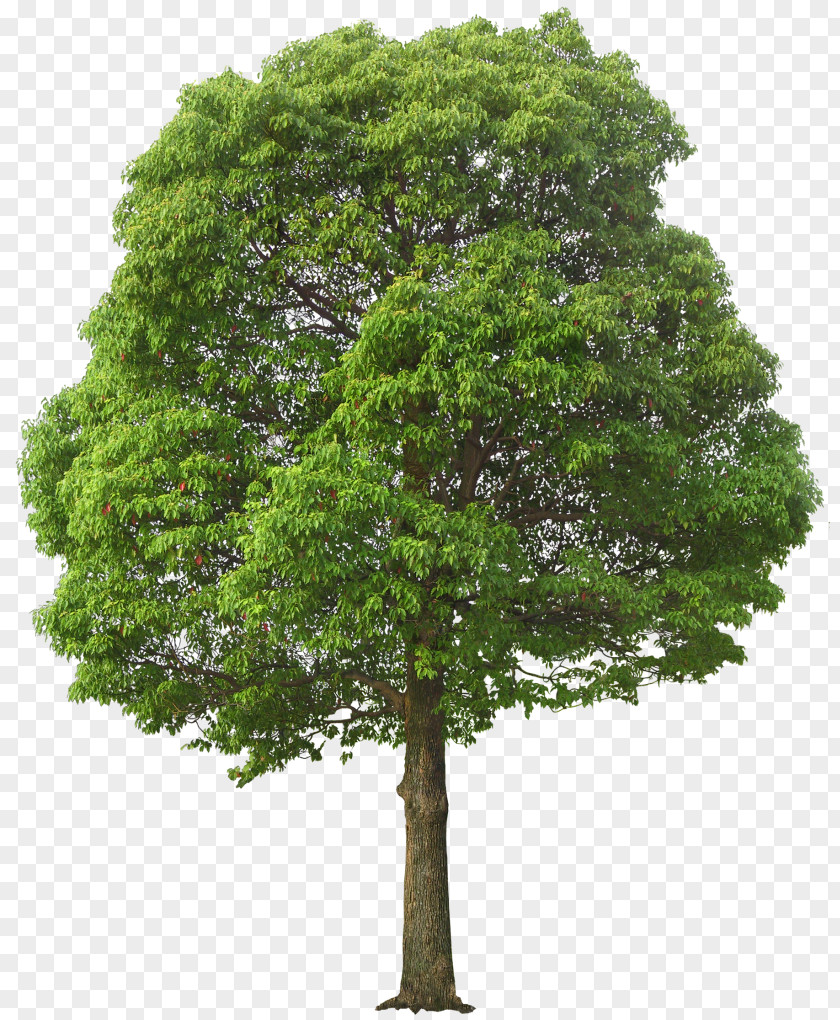 Lush Clipart Stock Photography Tree PNG