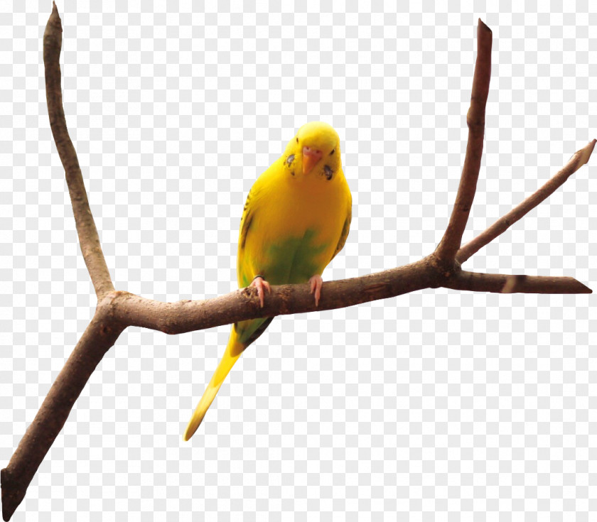 Plant Stem Budgie Twig Background PNG