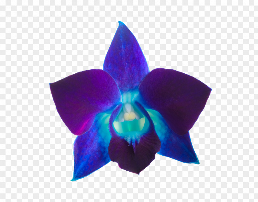 Purple Watercolor Flowers Orchids Violet Color PNG