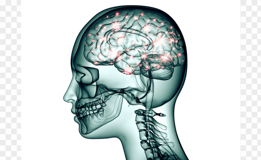 Brain Neuron Topiramate Nervous System Nerve PNG